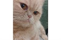 چطور با گربه‌ها ارتباط برقرار کنیم؟ راهنمایی که رابطه شما را متحول می‌کند