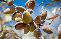 عوامل مؤثر بر افزایش مقاومت نهال بادام در برابر تنش شوری