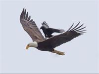 عضو شورای شهر: خبرنگاران «کلاغ» هستند و عقاب وقتش را صرف کلاغ نمی‌کند!