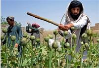 ماجرای آزادسازی کشت خشخاش در ایران