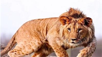 مرگ دومین شیر در الیمالات