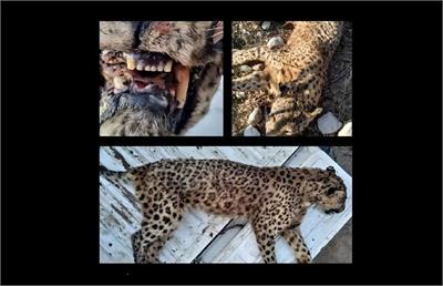 مرگ مشکوک یک پلنگ در پارک ملی گلستان