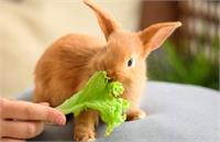 خرید خرگوش برای یوزپلنگ‌ها!