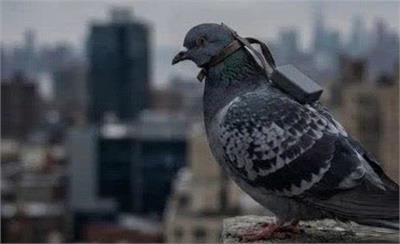 پروژه جاسوسی پرندگان روسی: واقعیت یا شایعه؟