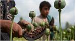 ​کشف بیش از یک تن مواد مخدر در غزنی؛ طالبان: پارسال ۲۵ هزار قرص روانگردان نیز ضبط شد