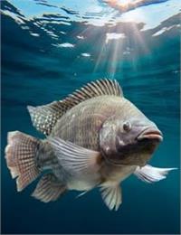 تولید ۵۵۰ تن ماهی تیلاپیا در سال جاری در استان یزد