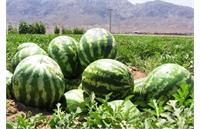 مرگبار بودن هندوانه‌های گلخانه‌ای شب یلدا