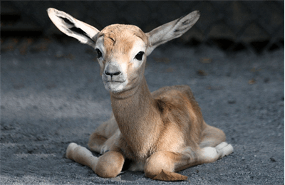 ماجرای ذبح آهوها در موکب های اربعین عراق