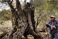 قدیمی‌ترین درخت زیتون دنیا کشف شد