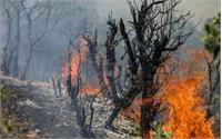 آتش‌سوزی گسترده در جنگل‌های الیت چالوس + ویدیو