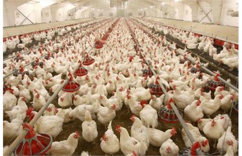 کمبود نهاده، مرغداران را به نابودی کشاند / بحران در آستانه رمضان و عید فاجعه در مرغداری‌ها؛ جوجه‌ها در چاه ریخته می‌شوند