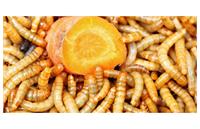 کسب‌وکار خانگی با سرمایه کم؛ فقط با پرورش کرم میلورم!