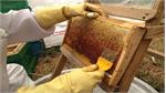 تولید سالانه ۴ هزار تن عسل در لرستان