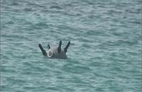 مین های دریای سرخ را حوثی ها گداشته اند