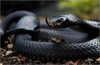 سیه مار؛ جان کودکان را در زاهدان گرفت