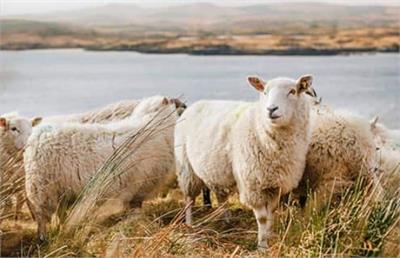 راهنمای خرید و فروش گوسفند زنده