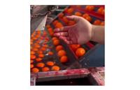 هشدار سازمان غذا و دارو درباره پرتقال‌های رنگ شده