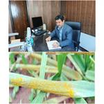 آفت زنگ زرد در کمین گندمزار های استان یزد