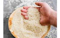 آلودگی برنج هندی به عفونت!