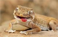 آیا همه مارمولک ها سیانور دارند؟