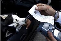 برخورد قاطع با سگ‌گردانی در اصفهان