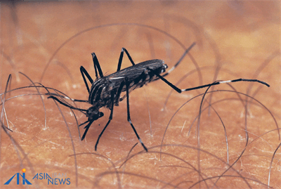 چیکونگونیا چیست و چقدر خطرساز است؟