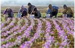 بازار زعفران ایران به طالبان رسید
