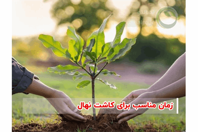 چه زمانی نهال بکاریم؟ بهترین فصل کاشت انواع درختان