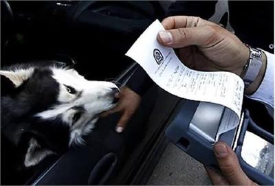 برخورد قاطع با سگ‌گردانی در اصفهان