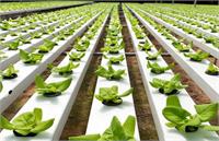 محصولات ارگانیک کشاورزان باید در «فاز مدرن» تولید شوند