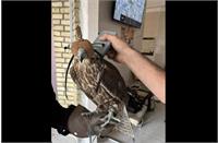 سرقت شبانه از کلینیک پردیسان؛ سارقان دستگیر و پرندگان شکاری بازگردانده شدند