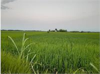 برنج به قیمت رنج؛ صدای خاموش کشاورزان روستای گیلده در گیلان