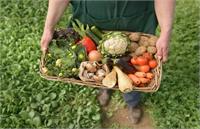 ضرورت حمایت از ارگانیک!