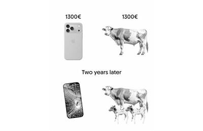 به جای آیفون گاو بخرید !