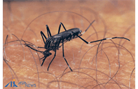 چیکونگونیا چیست و چقدر خطرساز است؟