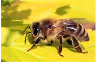 ماجرای درمان سرطان با نیش زنبور