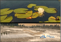 خشکی کامل دریاچه نیلوفر؛ فاجعه زیست‌محیطی در کرمانشاه