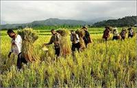 نبود «حمایت تسهیلات بانکی» و سرمایه در گردش بخش کشاورزی