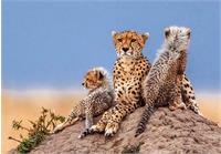 یوزپلنگ ایرانی و جای خالی متخصصان دلسوز!