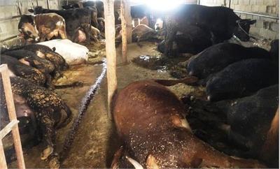 مسمومیت گاوها توسط کارگر افغان