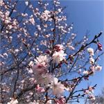 نوروز؛ سرود دل انگیز و ماندگارِ بهار