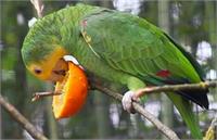 ویژگی بهترین غذای پرندگانی مانند پرندگان زینتی و طوطی چیست ؟