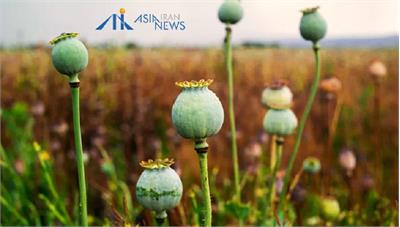 بازگشت خشخاش به مزارع ایران