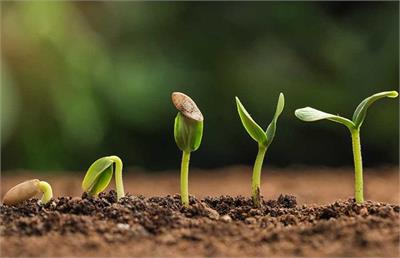 هشدار درباره بذرهای تقلبی در بازار