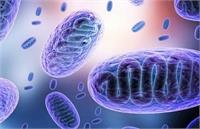 «قارچ سیاه» در تهران