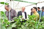 یزد ،الگوی کشت گلخانه ای برای کشاورزان کشور است