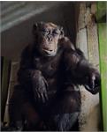 «پرویز» کهنسال ترین شامپانزه ایران از دنیا رفت