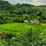 سبک زندگی در دل شالیزارهای گیلان، فراتر از یک معیشت ساده