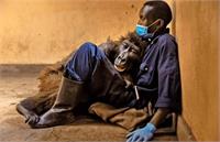 مرگ گوریل با احساس؛ جهانی شد!