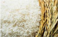 اظهارات عجیب کارشناس تلویزیون: به جای برنج، جو بخورید!